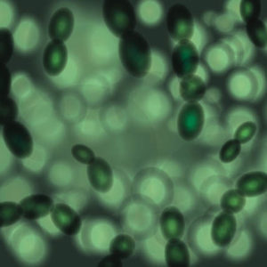 Bacterial Fermentation